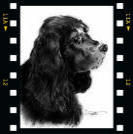 Digital sketch of Sheba... by Teabo