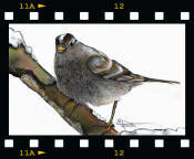 (c) 2007 Sparrow digital drawing by Teabo